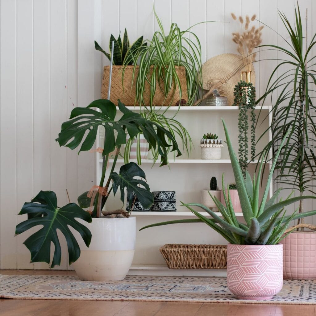 A curated selection of 50 ornamental and edible plants laid out on a wooden table, with plant tags and growing guides. Includes herbs, vegetables, and flowering plants ideal for home gardens.