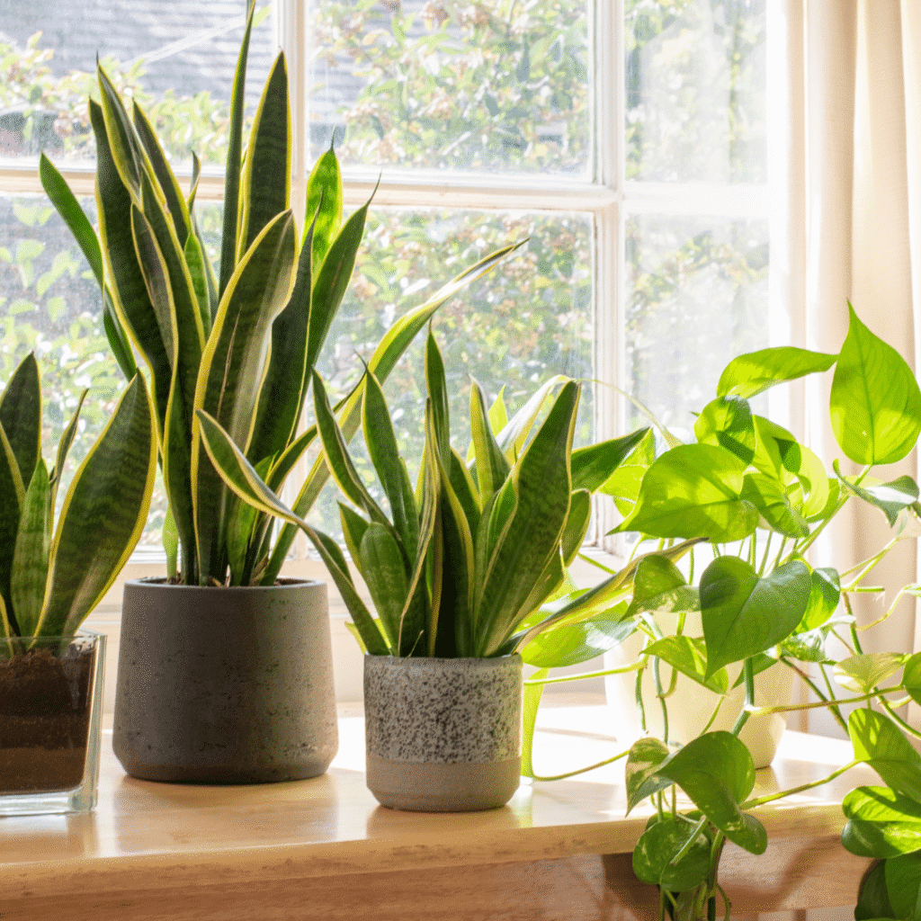 Indoor home garden with ornamental plants and seeds guide on coffee table with Vegetable Seeds
