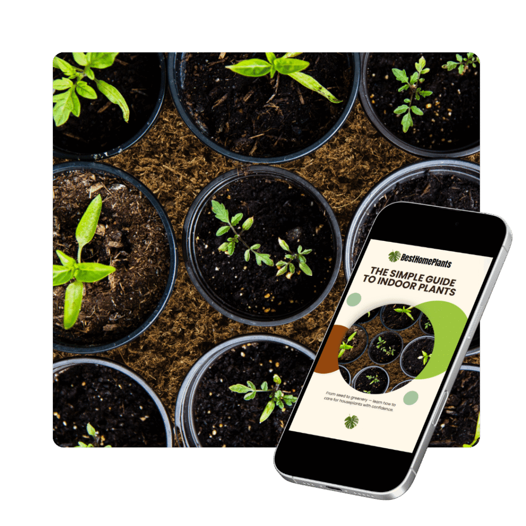 Start your green garden from scratch with vegetable seeds and house plants in a sunny garden landscape design